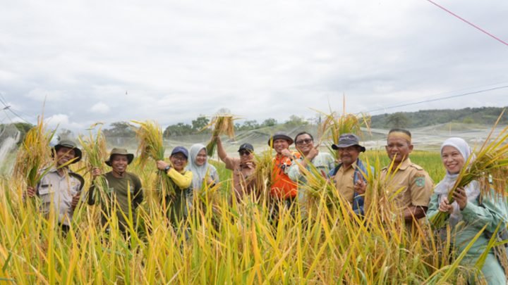 Pemulihan Lahan Pertanian di Towuti 1 Pemulihan Lahan Pertanian di Towuti