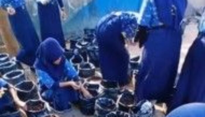 SMPN 15 Makassar Olah Sampah Daun Jadi Kompos untuk Kebun Cabai Siswa