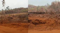 Warga Loeha Raya Desak Gakkum Usut Oknum Pembakar Hutan untuk Perkebunan Lada