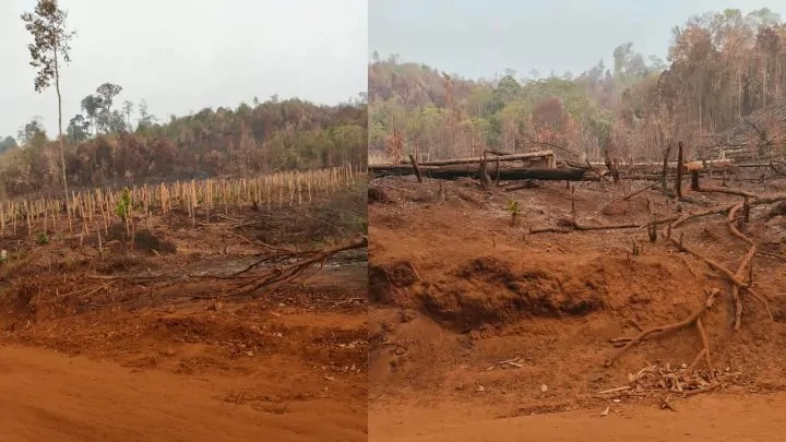 Warga Loeha Raya Desak Gakkum Usut Oknum Pembakar Hutan untuk Perkebunan Lada 1 Warga Loeha Raya Desak Gakkum Usut Oknum Pembakar Hutan untuk Perkebunan Lada